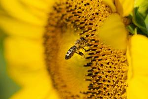 Elie POUYANNE - DIRECTED BY ELIE